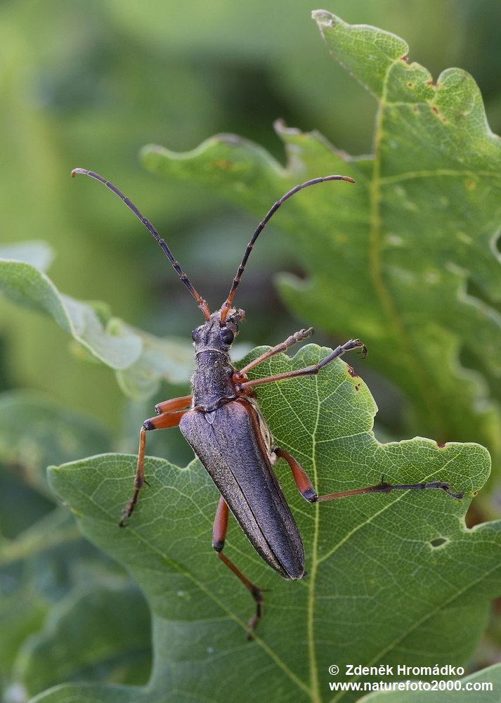 , Stenocorus meridianus (Linnaeus, 1758), Rhagiini, Cerambycidae (Beetles, Coleoptera)